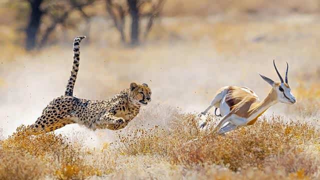 人类在高速度下的应急反应能力是菜鸟水平