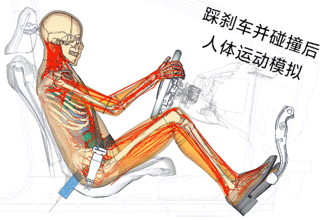 图32 正面碰撞时人体运动模拟