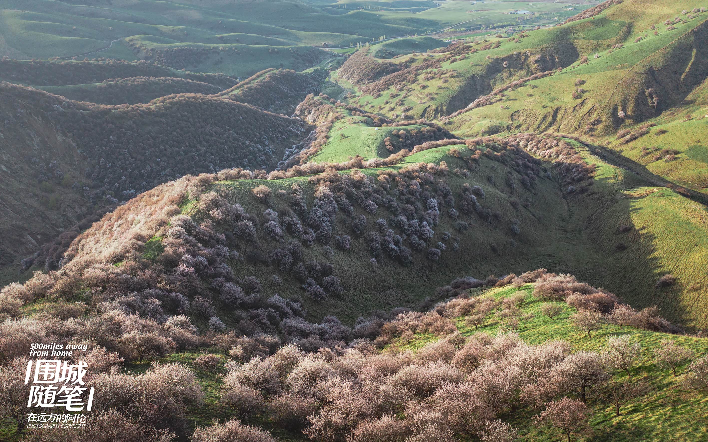 杏花沟的杏花其实是淡淡的粉色或白色