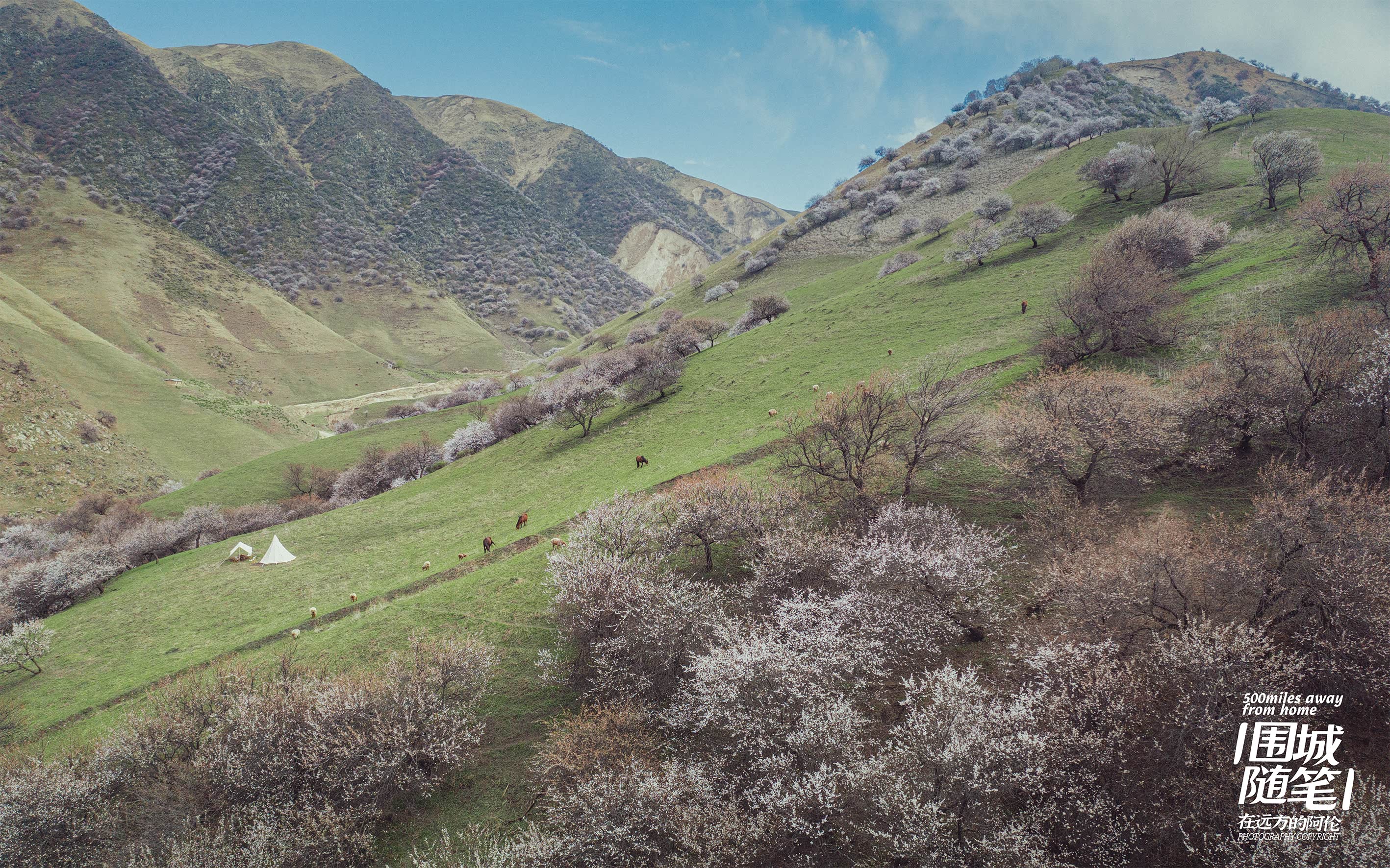 山坡上的塔型帐篷是有游客在精致露营
这是个无人打扰小众营地