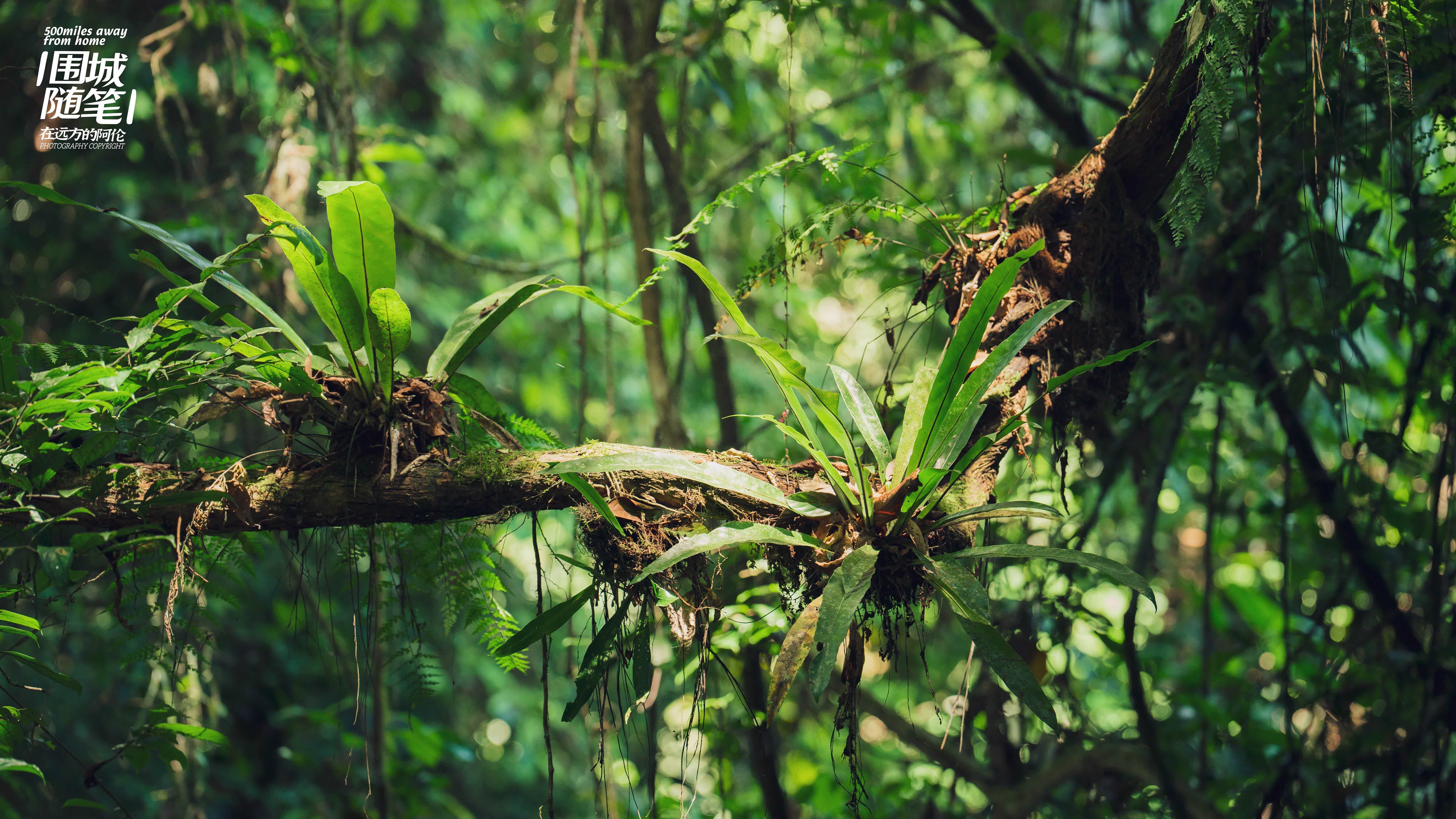 版纳的热带雨林植被（南）