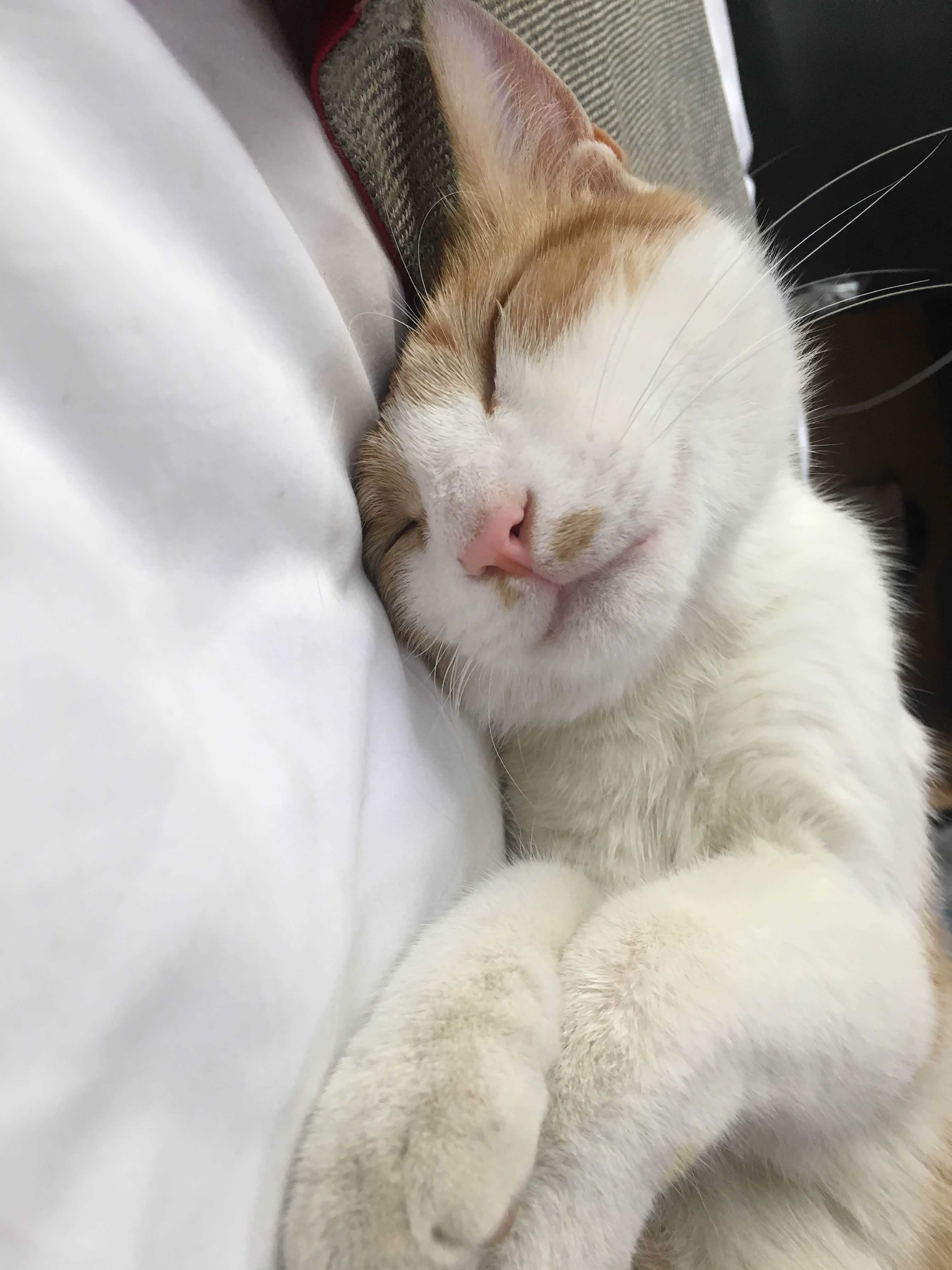 秒睡在宾馆房间里的刘能，白色床单上的刘能好黑