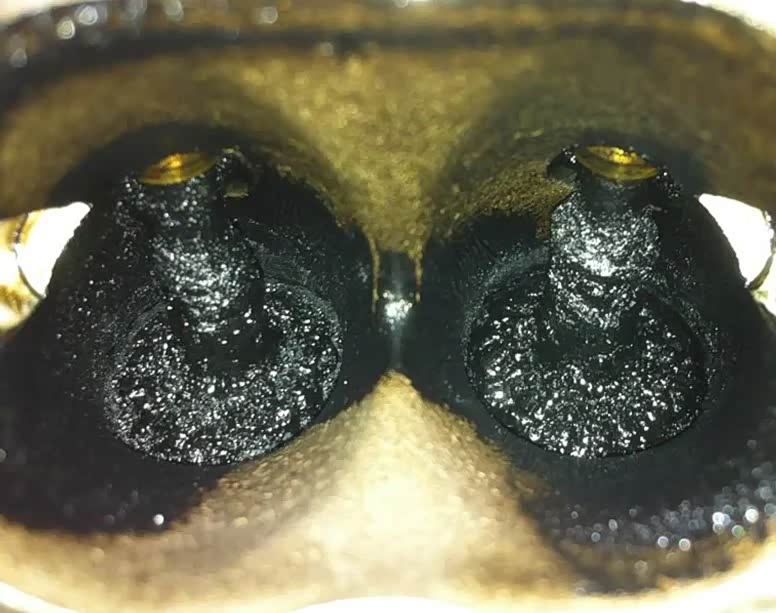 汽车发动机的积碳是胎里带的毛病