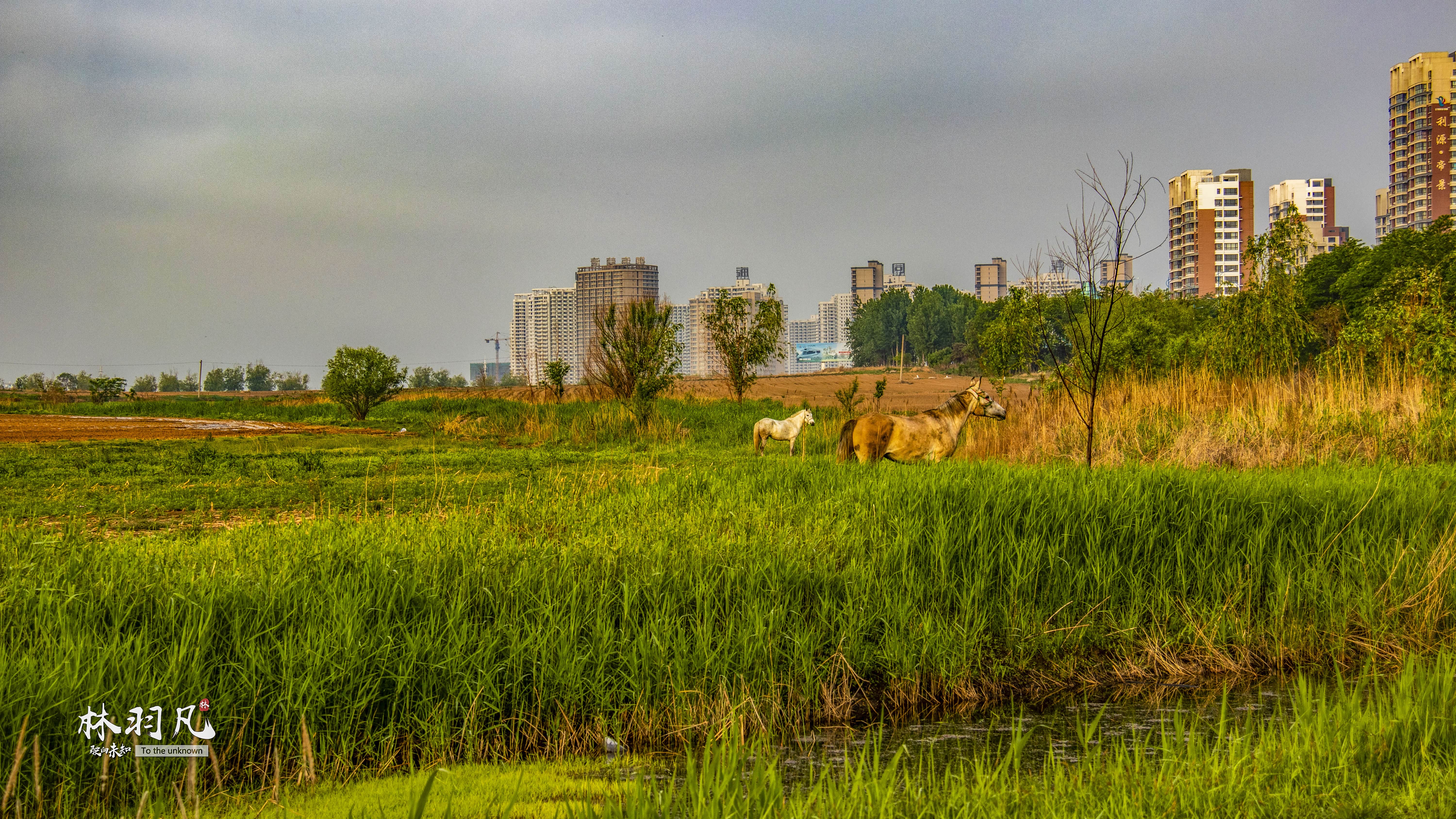 图3 对面的马儿忧伤的看着把它们丢在这里的主人离去的背影