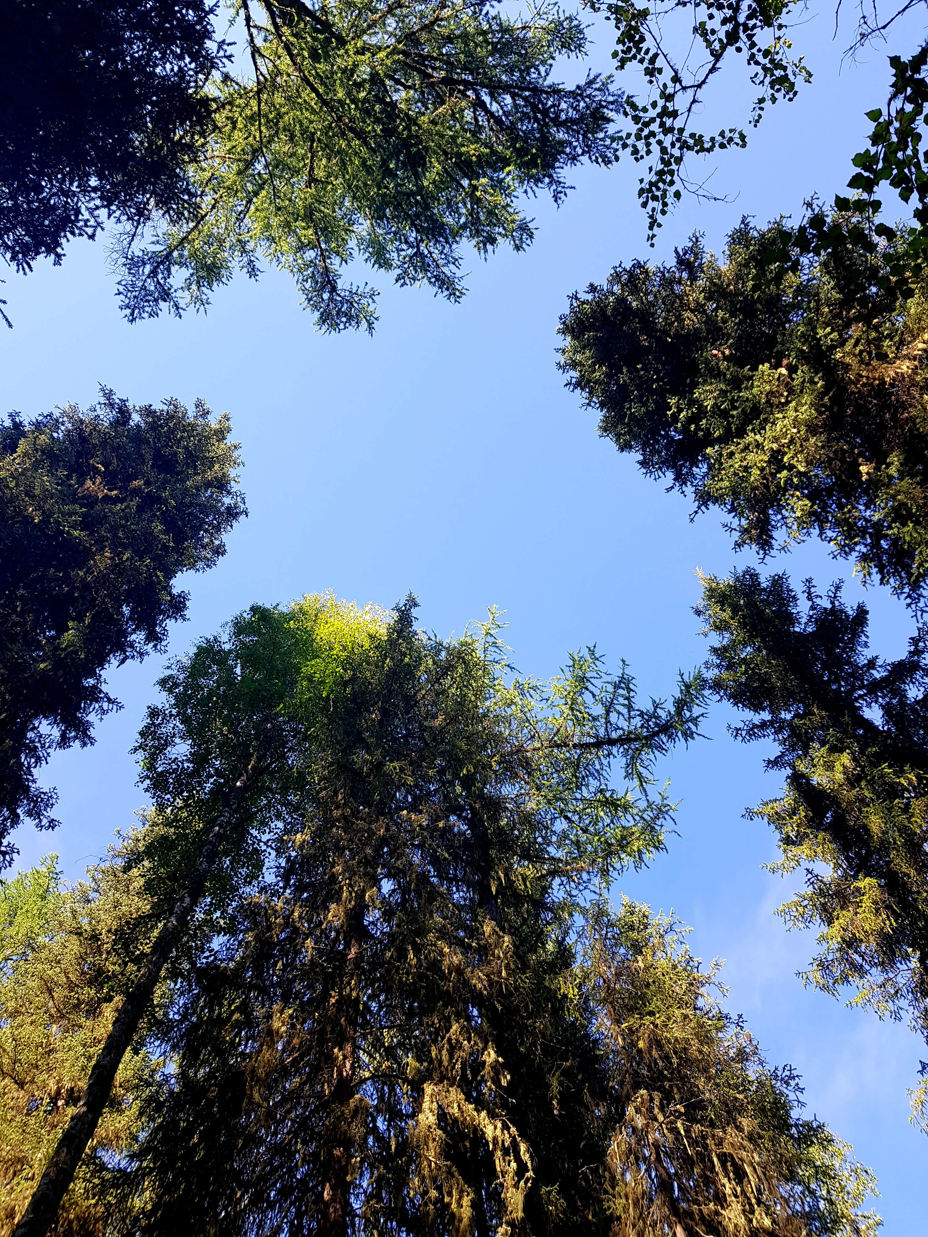 蓝天、绿树、阳光