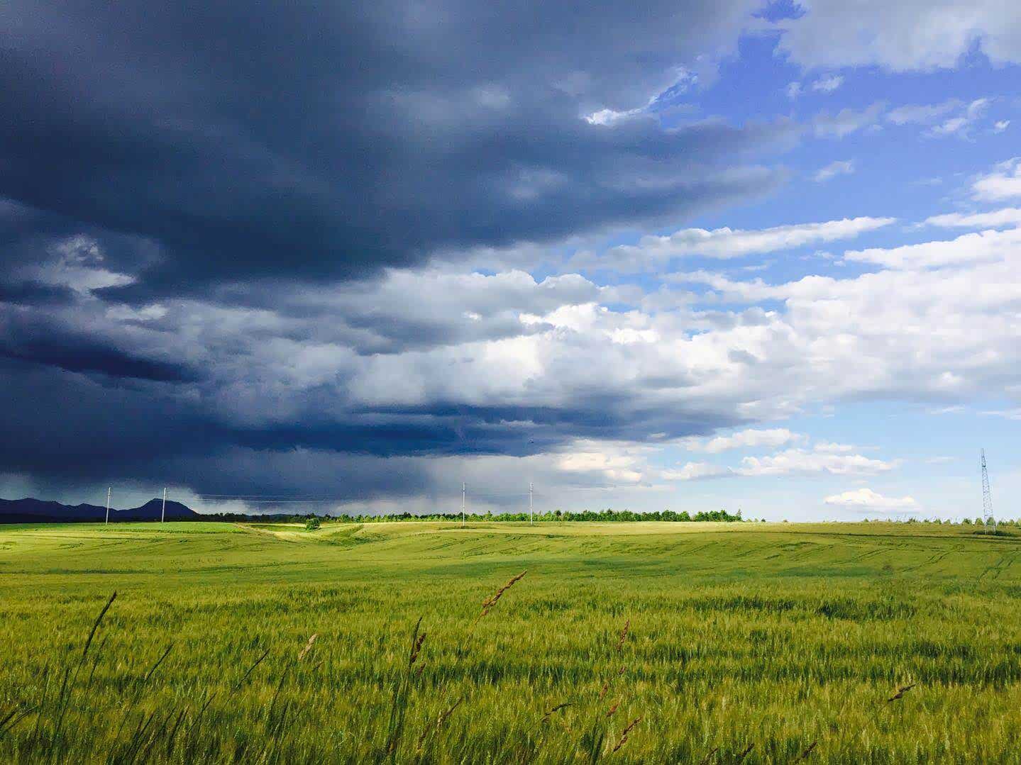 临近昭苏县城，发现一片金黄的麦田