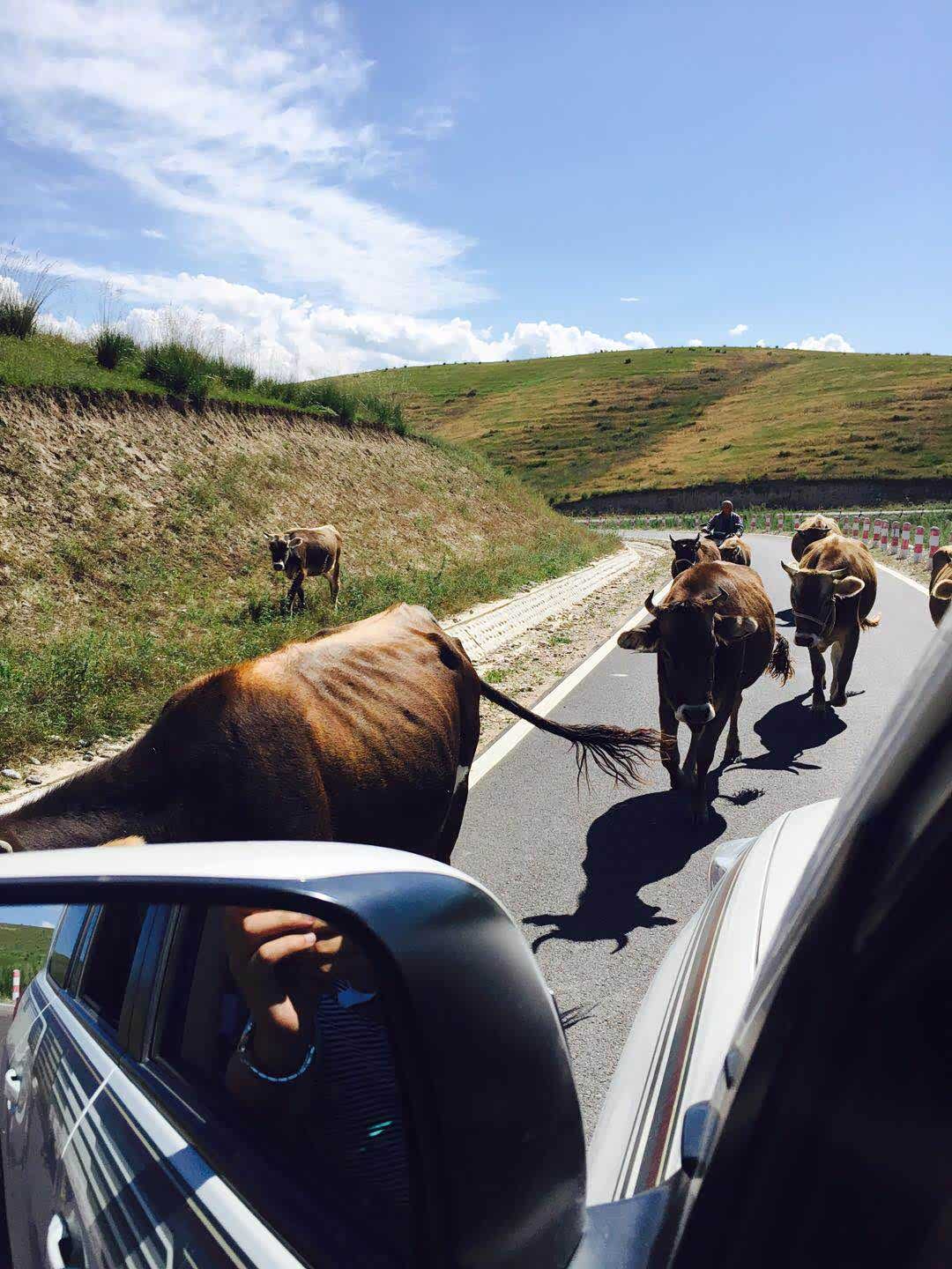 路遇牛群，完全对身边的庞然大物视而不见