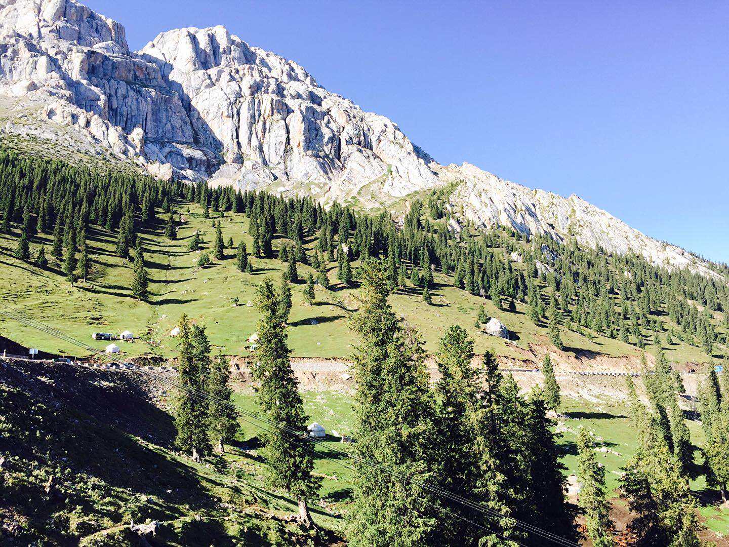 随处可见的松杉