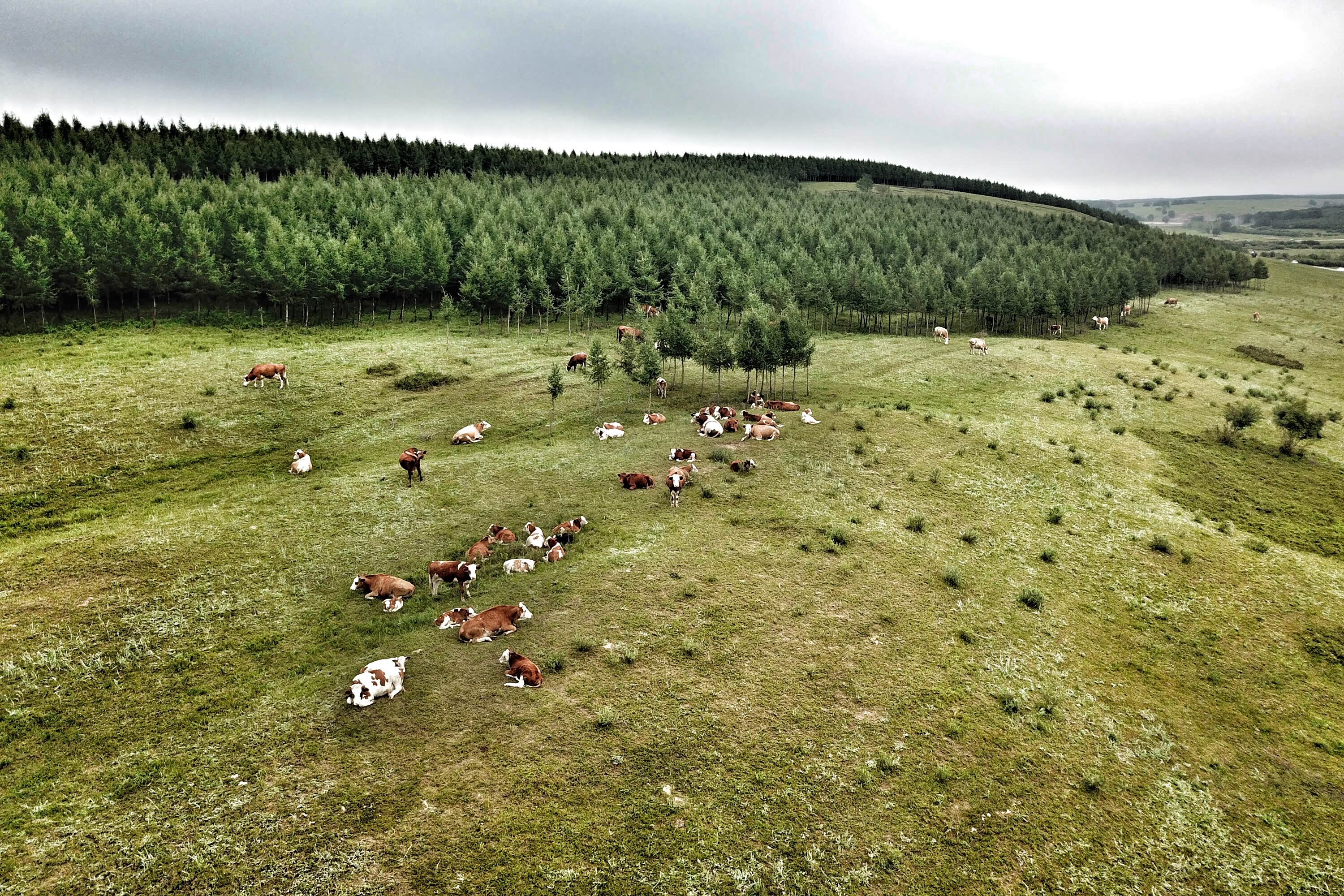 塞罕坝融合了草原与森林的双重特点，视野开阔，满眼铺满绿色。