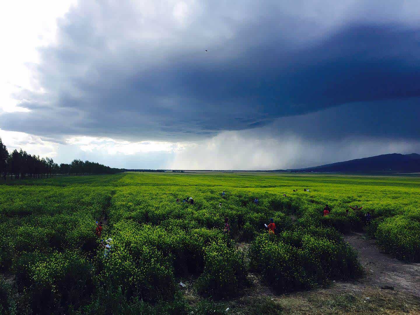 不远处的乌云携大雨滚滚而来，可以预见又是一场暴雨的洗礼