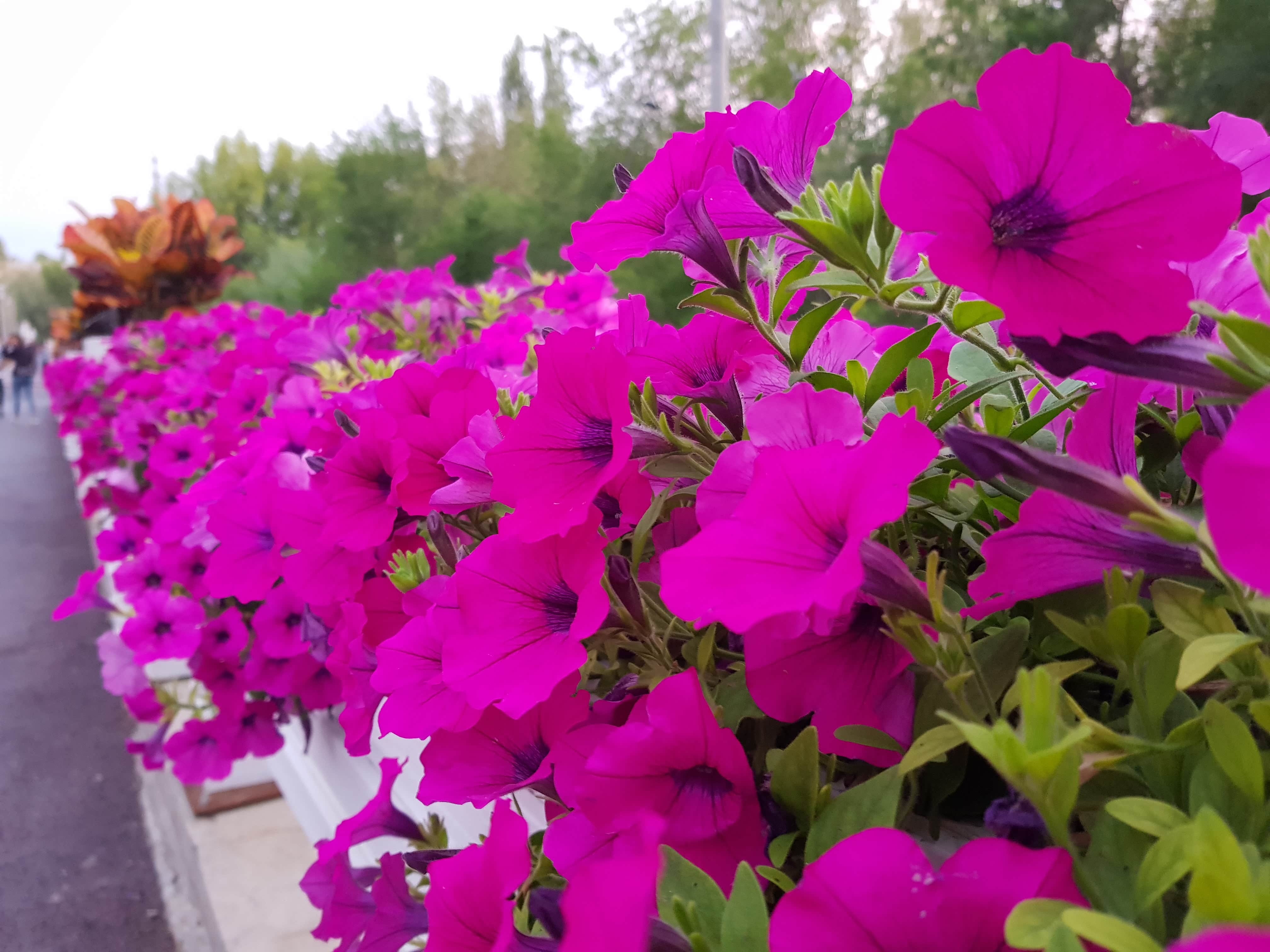 这花开的真漂亮