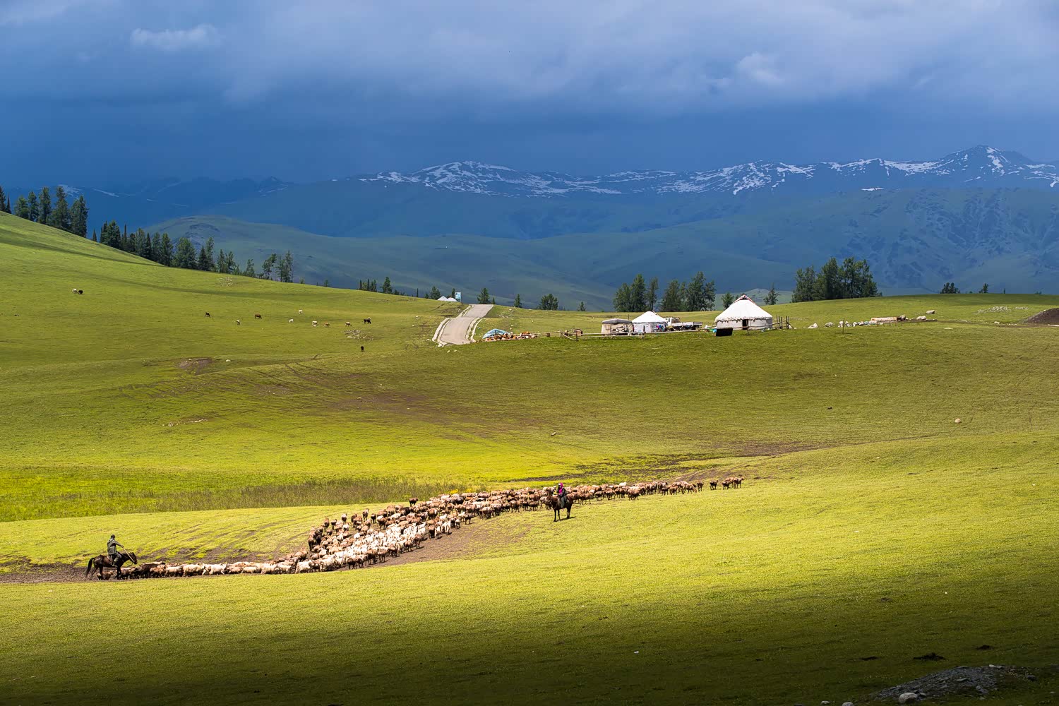这里绿茵如毯，翠柏如墨、雪山在蓝天下熠熠生辉，牛羊食着丰盛的水草悠然自得