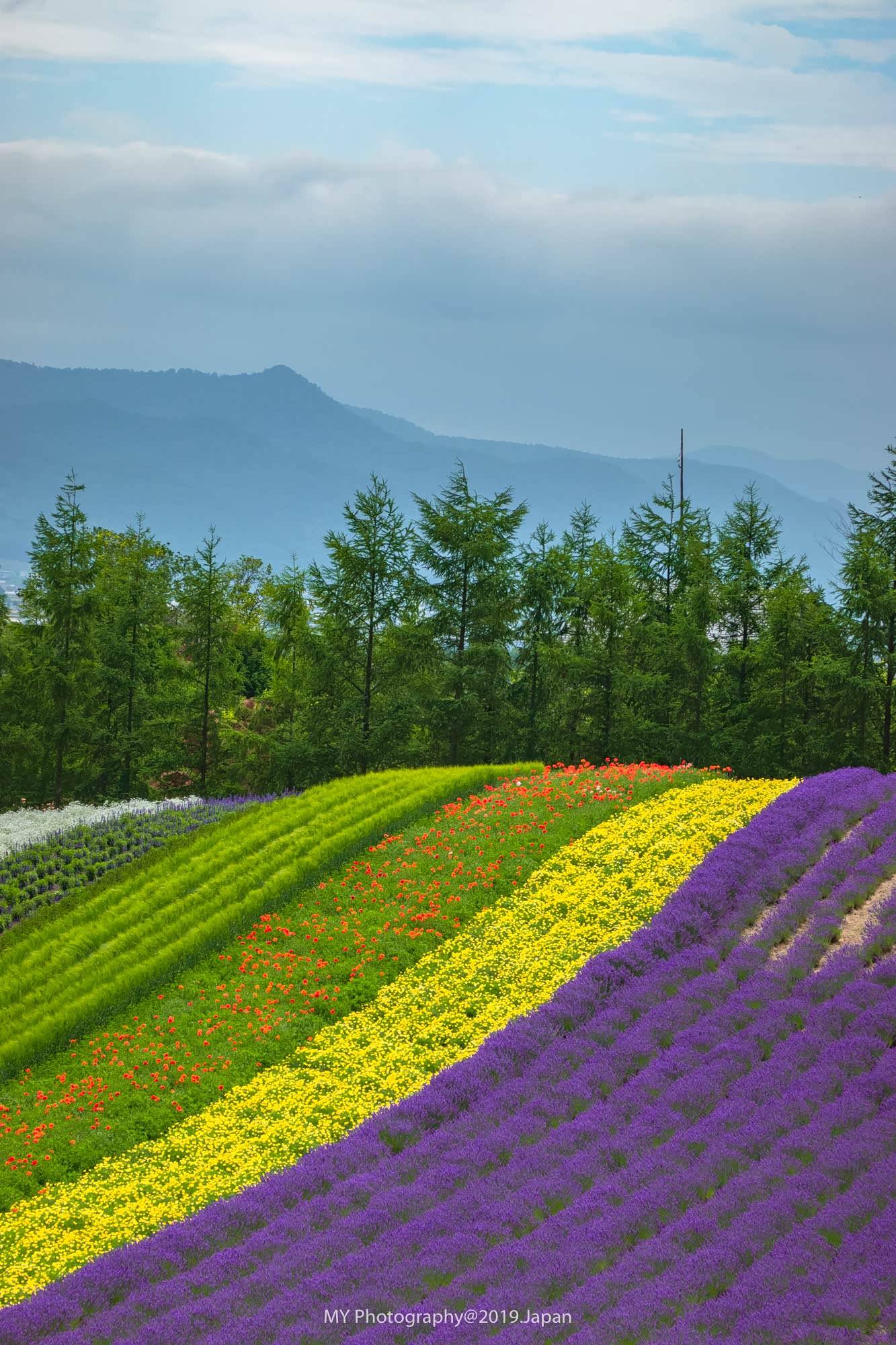 美丽的五彩花田