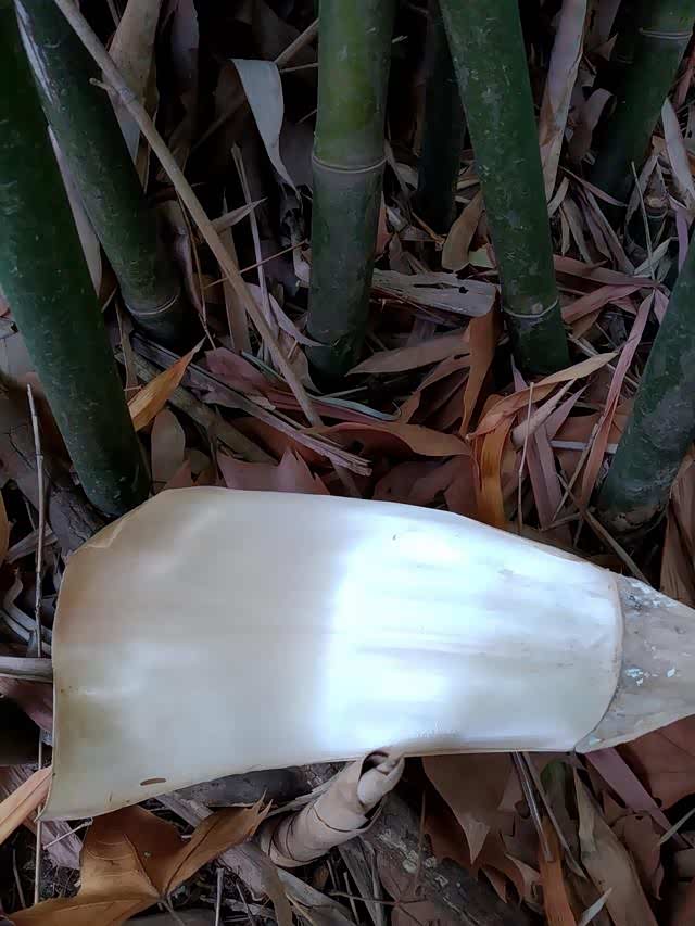 这东西叫笋壳,小时候都是用这东西包粽子的,粽子煮熟带着竹子的清香