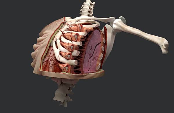 一个没有车祸的世界,人们变成了这个样子