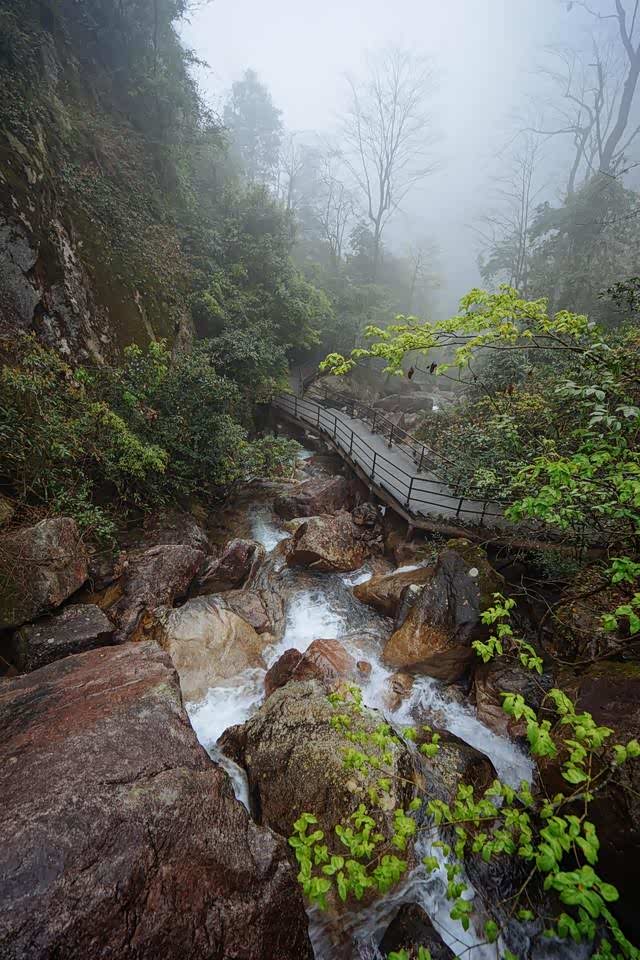 莽山猴王寨,满眼的密林,感觉人在飘!