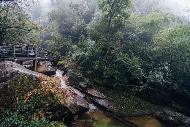 莽山猴王寨,满眼的密林,感觉人在飘!
