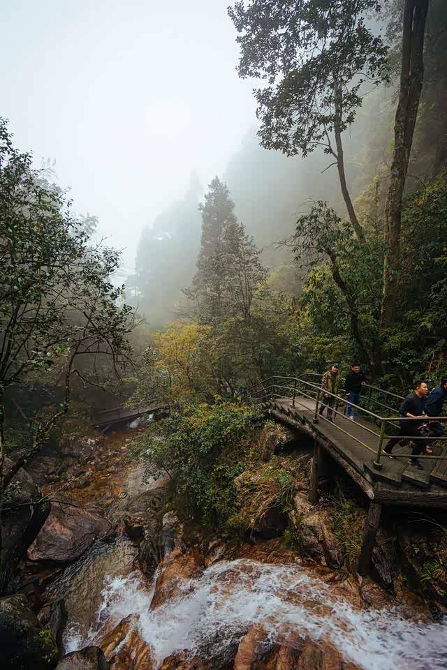 莽山猴王寨,满眼的密林,感觉人在飘!