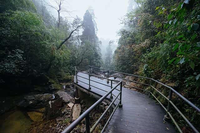 莽山猴王寨,满眼的密林,感觉人在飘!