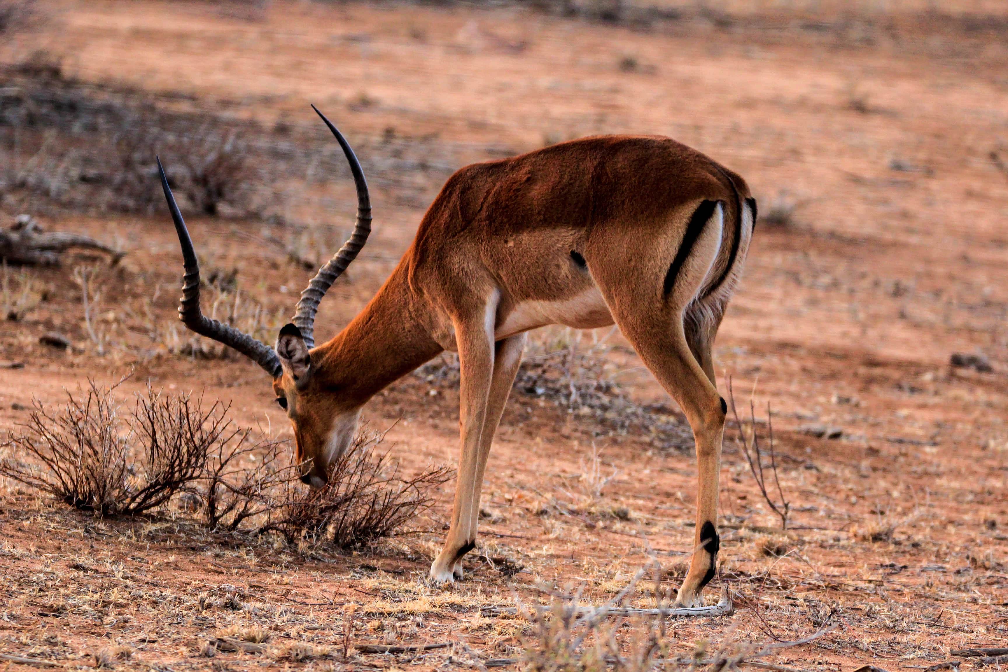 肯尼亚这个保护区可以徒步观赏野生动物,但一路都有黑人持枪保护