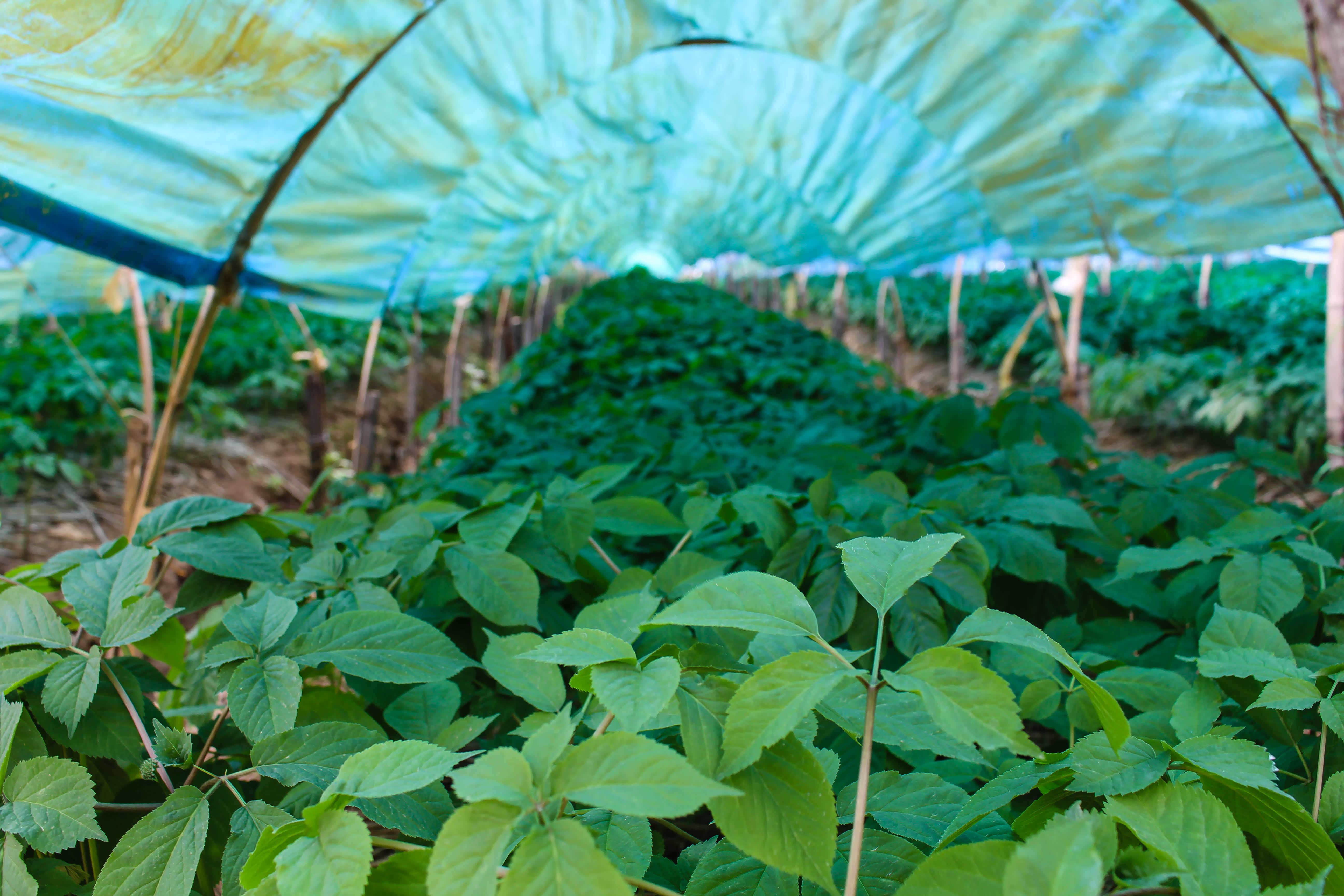 人参就是这样种植的