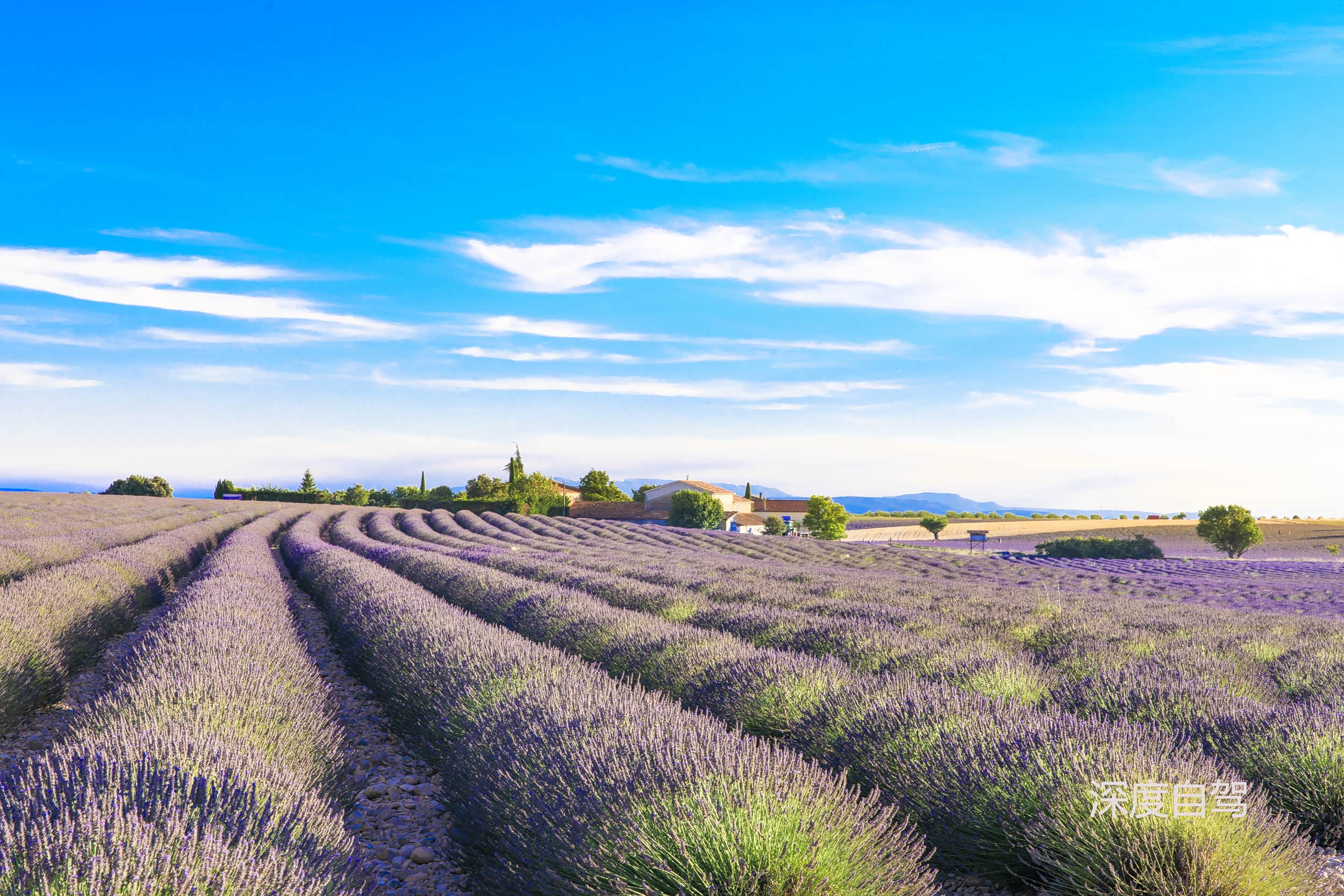 [深度自驾] 途锐欧洲行之普罗旺斯最美花田/蔚蓝海岸的性感阳光